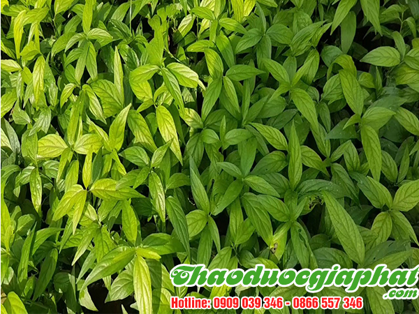 cay-bim-bip-tai-quan-9-uy-tin