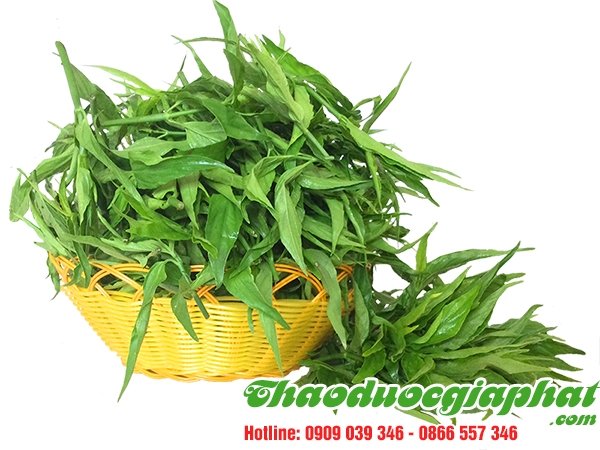 cay-bim-bip-tai-quan-binh-thanh-uy-tin