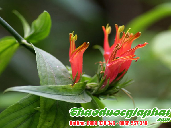 cay-bim-bip-tai-quan-go-vap-uy-tin