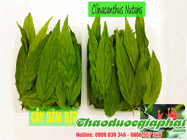 cay-bim-bip-tai-quan-tan-binh-uy-tin