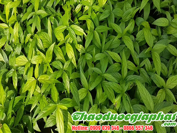 cay-bim-bip-tai-quan-thu-duc-uy-tin