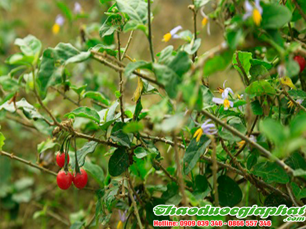 cay-ca-gai-lao-tai-quan-1