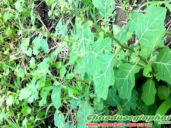 cay-ca-gai-leo-giup-tri-viem-xoang-tai-quan-10