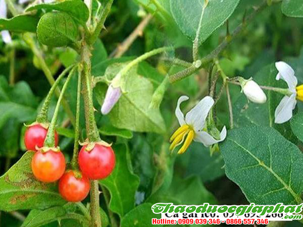 cay-ca-gai-leo-tai-huyen-can-gio