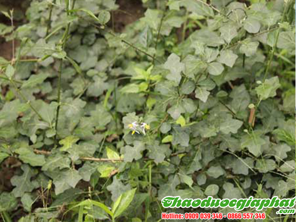 cay-ca-gai-leo-tai-huyen-hoc-mon.