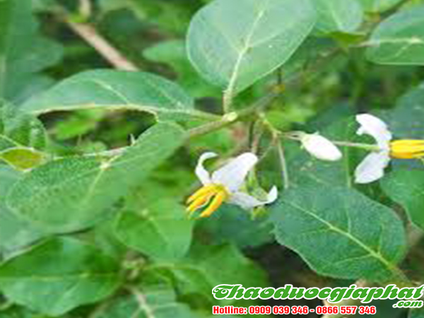 cay-ca-gai-leo-tai-huyen-nha-be