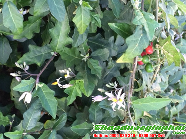 cay-ca-gai-leo-tai-quan-11