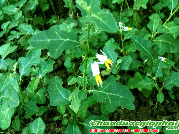 cay-ca-gai-leo-tai-quan-12