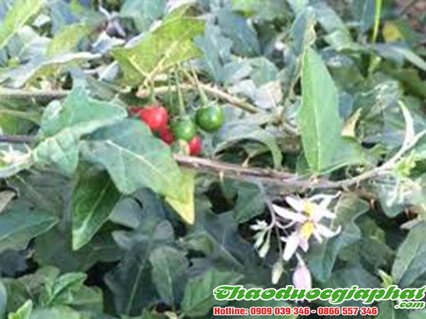 cay-ca-gai-leo-tai-quan-2