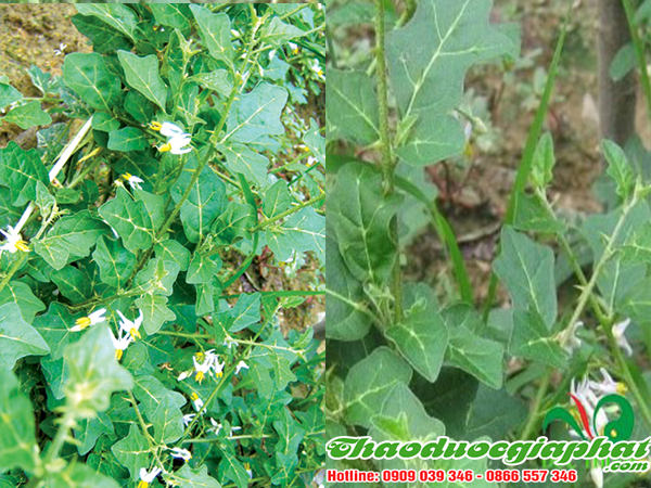 cay-ca-gai-leo-tai-quan-4