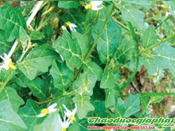 cay-ca-gai-leo-tai-quan-8