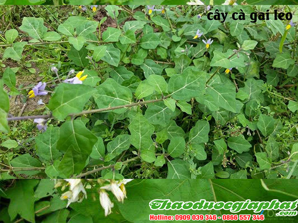 cay-ca-gai-leo-tai-quan-9