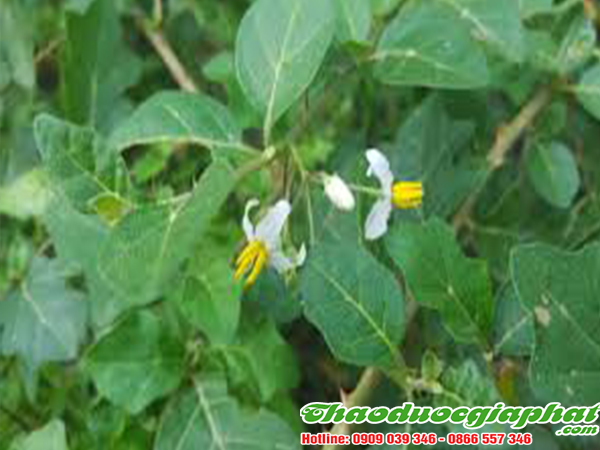cay-ca-gai-leo-tai-quan-binh-tan