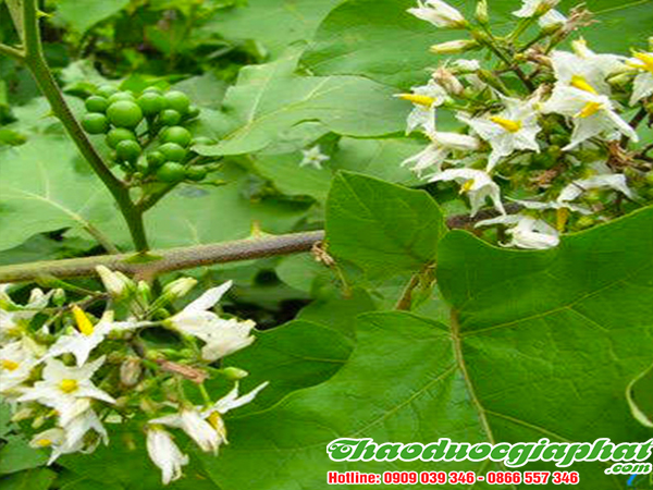 cay-ca-gai-leo-tai-quan-go-vap.