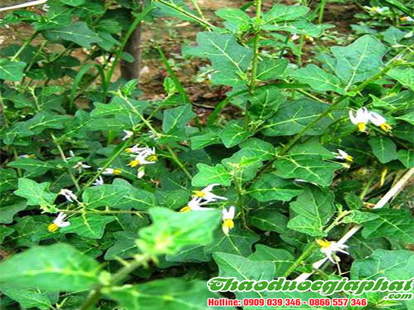 cay-ca-gai-leo-tai-quan-phu-nhuan