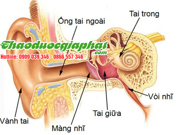 cay-cat-loi-dieu-tri-viem-tai-tai-quan-7