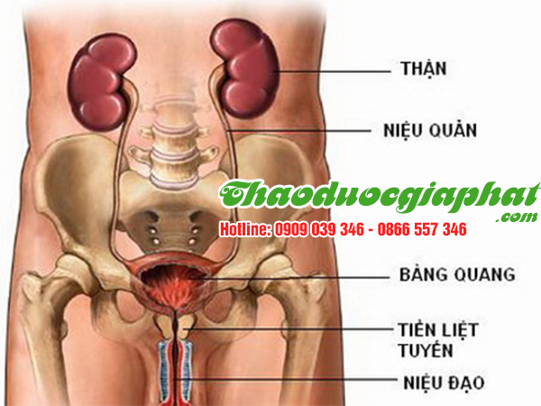 cay-cat-loi-dieu-tri-viem-tiet-nieu-tai-quan-9