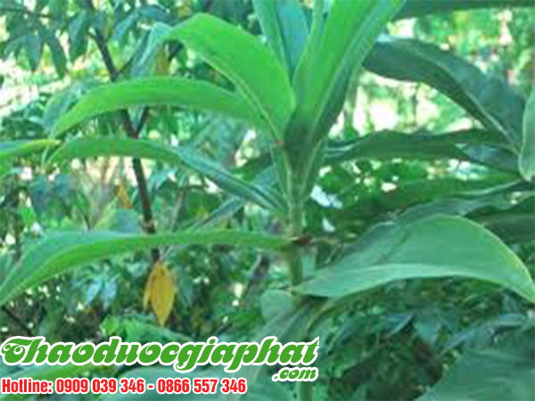 cay-cat-loi-tai-huyen-hoc-mon