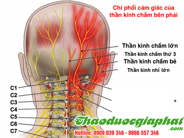 cay-cat-loi-tri-dau-day-than-kinh-tai-quan-3