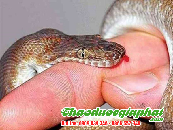 cay-chia-voi-huyen-cu-chi-tri-vet-thuong-ran-can
