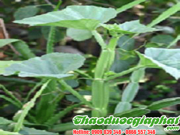 cay-chia-voi-huyen-cu-chi