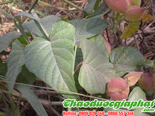 cay-chia-voi-huyen-hoc-mon