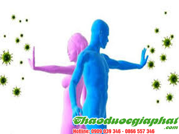 cay-co-muc-giup-tang-cuong-mien-dich-tai-quan-9-tot-nhat