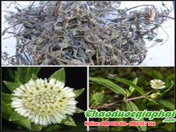 cay-co-muc-quan-10-tot-nhat