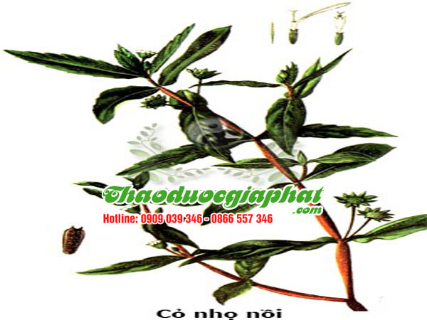 cay-co-muc-quan-2-tot-nhat