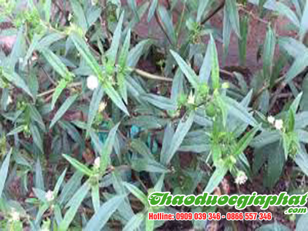cay-co-muc-quan-3-tot-nhat
