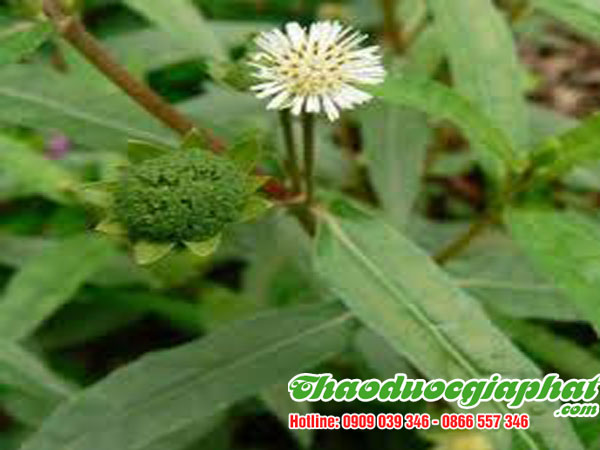 cay-co-muc-quan-5-tot-nhat