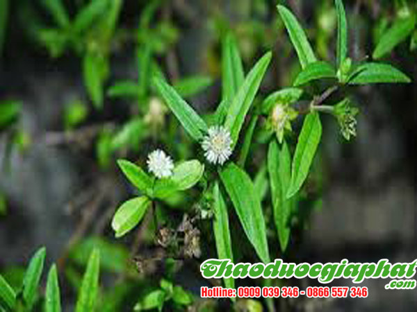cay-co-muc-quan-9-tot-nhat