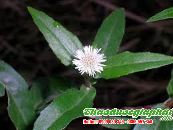 cay-co-muc-tai-quan-11-tot-nhat