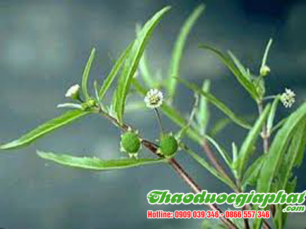 cay-co-muc-tai-quan-7-tot-nhat