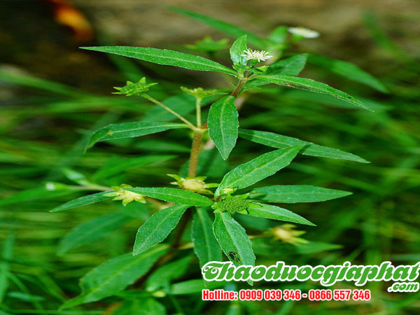 cay-co-muc-tai-quan-8-tot-nhat