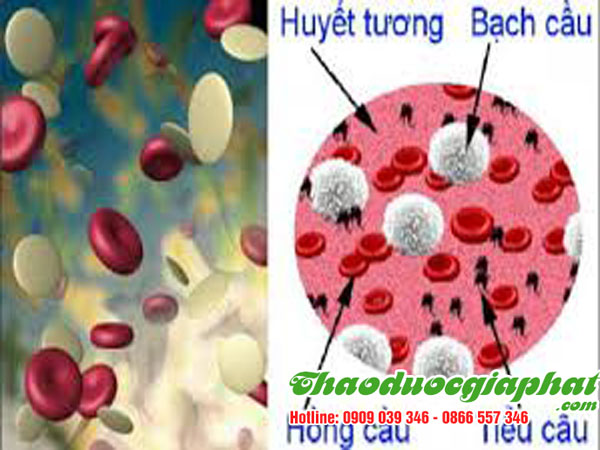 cay-co-muc-tri-giam-tieu-cau-quan-5-tot-nhat