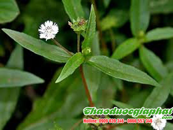 cay-co-muc-uy-tin-chat-luong-tot-nhat-tai-huyen-nha-be