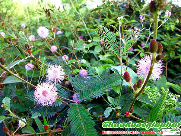 cay-mac-co-tai-huyen-can-gio