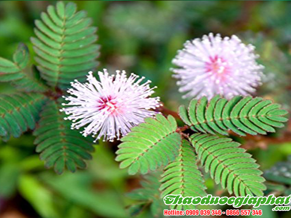 cay-mac-co-tai-huyen-hoc-mon