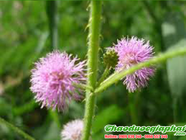 cay-mac-co-tai-quan-10.