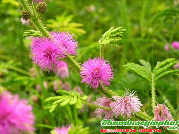 cay-mac-co-tai-quan-11