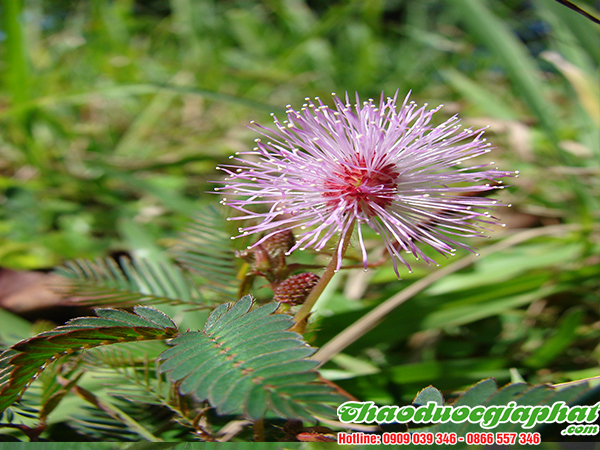 cay-mac-co-tai-quan-2