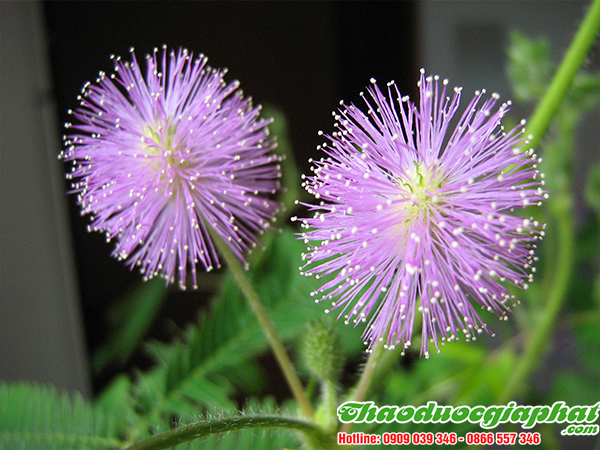 cay-mac-co-tai-quan-3