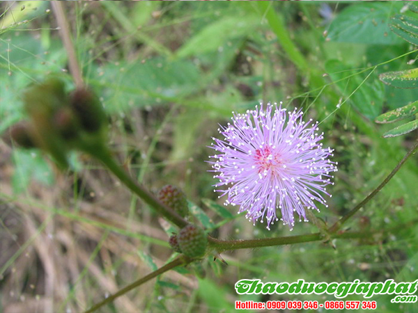 cay-mac-co-tai-quan-4