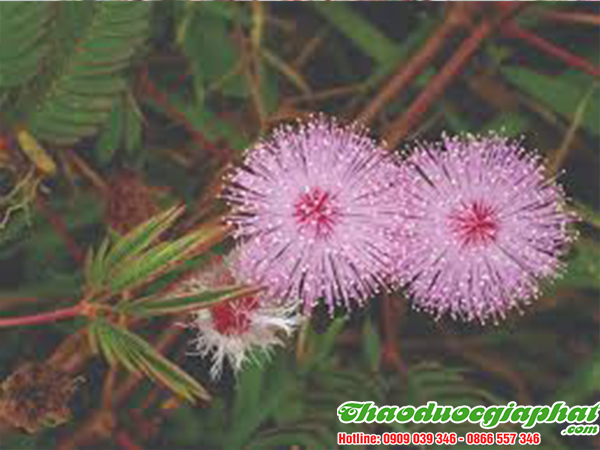 cay-mac-co-tai-quan-5