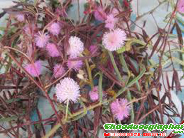 cay-mac-co-tai-quan-6