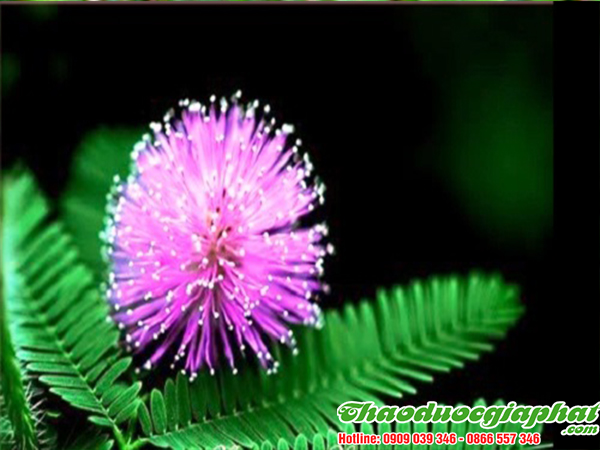 cay-mac-co-tai-quan-8