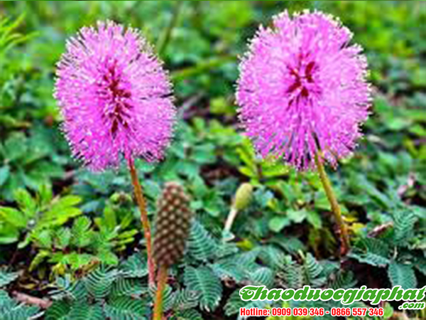 cay-mac-co-tai-quan-9