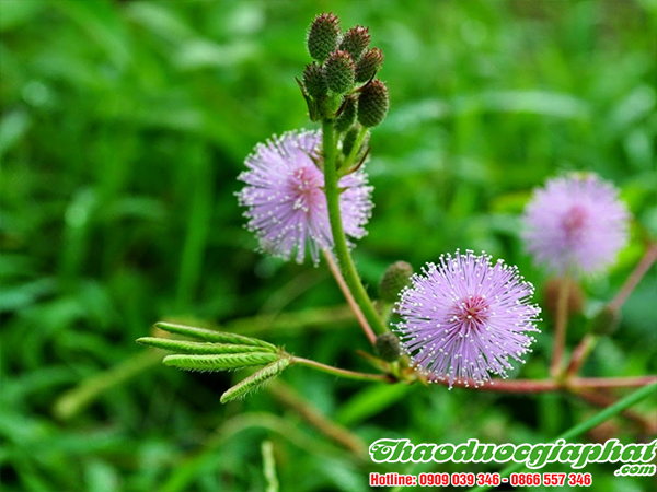 cay-mac-co-tai-quan-tan-phu