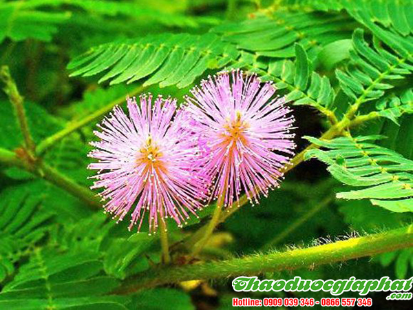 cay-mac-co-tai-quan-thu-duc